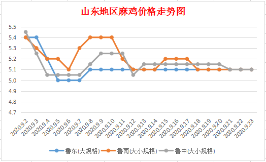 最新出栏麻鸡价格走势与温馨故事交织的篇章