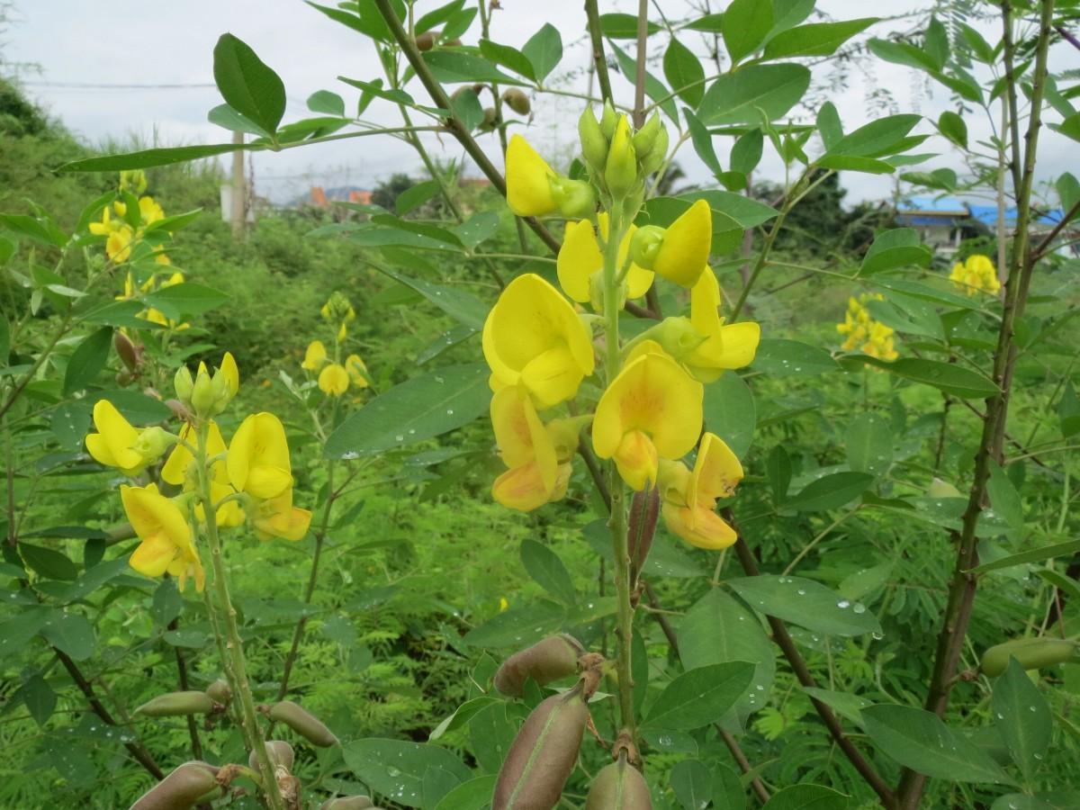 全国花生价格动态,全国花生价格动态